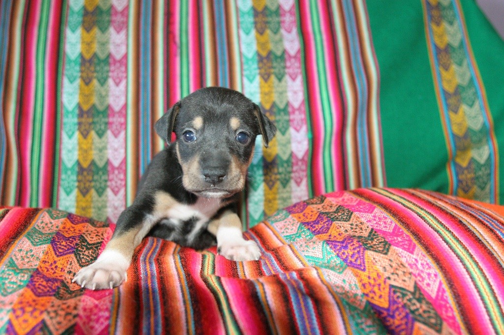 Des Sources De Sada - Chiots disponibles - Chien nu du Perou