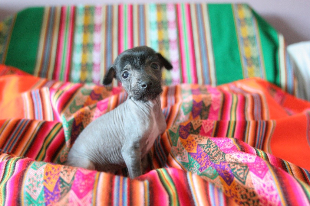 Des Sources De Sada - Chiots disponibles - Chien nu du Perou