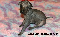 Killa