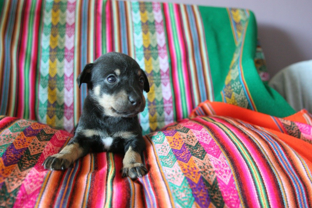 Des Sources De Sada - Chiots disponibles - Chien nu du Perou